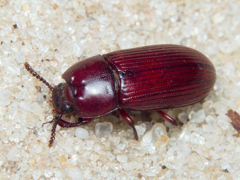 Uloma culinaris (Linnaeus, 1758)
